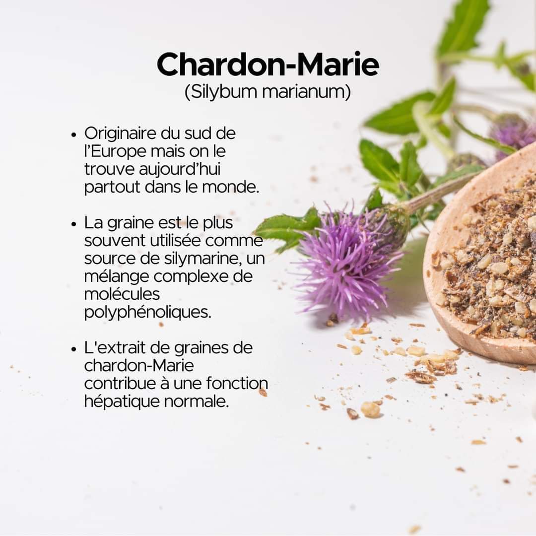 GRAINE DE CHARDON MARIE 100G