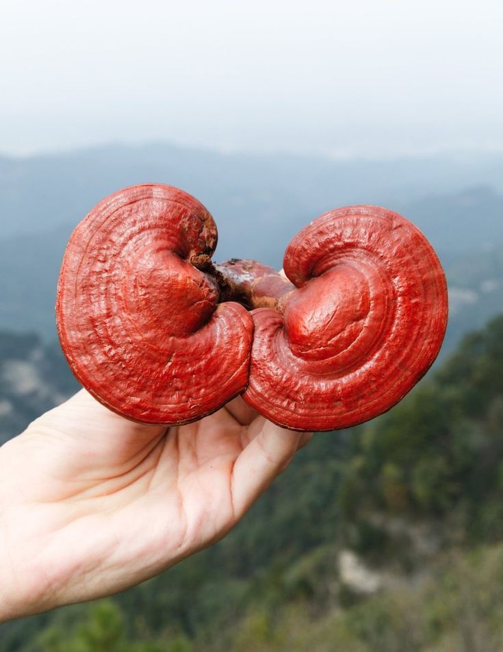 REISHI RACINES 100G