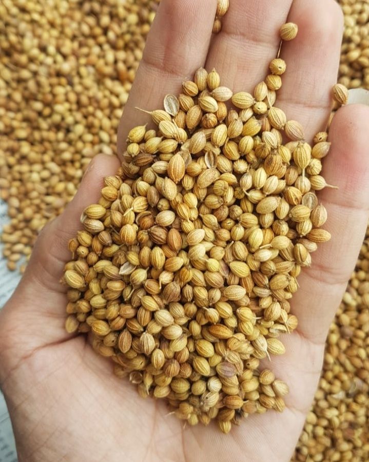 CORIANDRE 100G