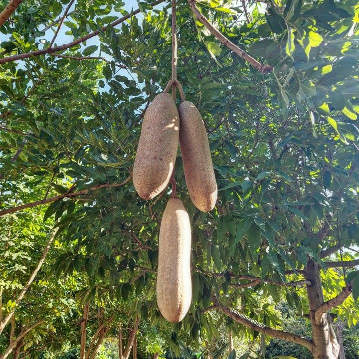 KIGELIA SECHE 200G