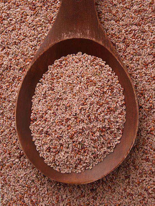 GRAINES DE PSYLIUM 100G