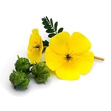 TRIBULUS TERRESTRIS BIOFLOR 100G